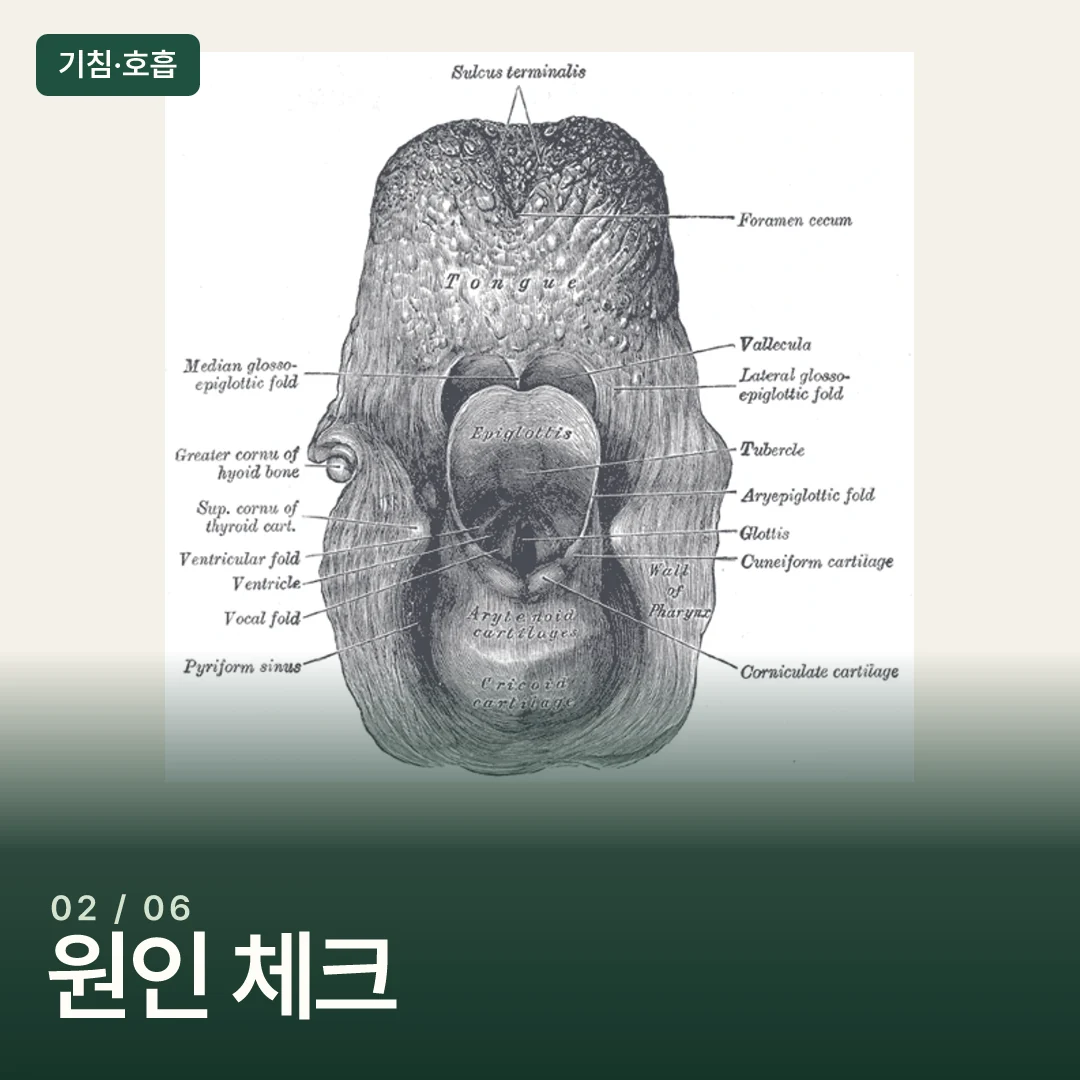 후두 입구를 뒤에서 본 해부학 구조