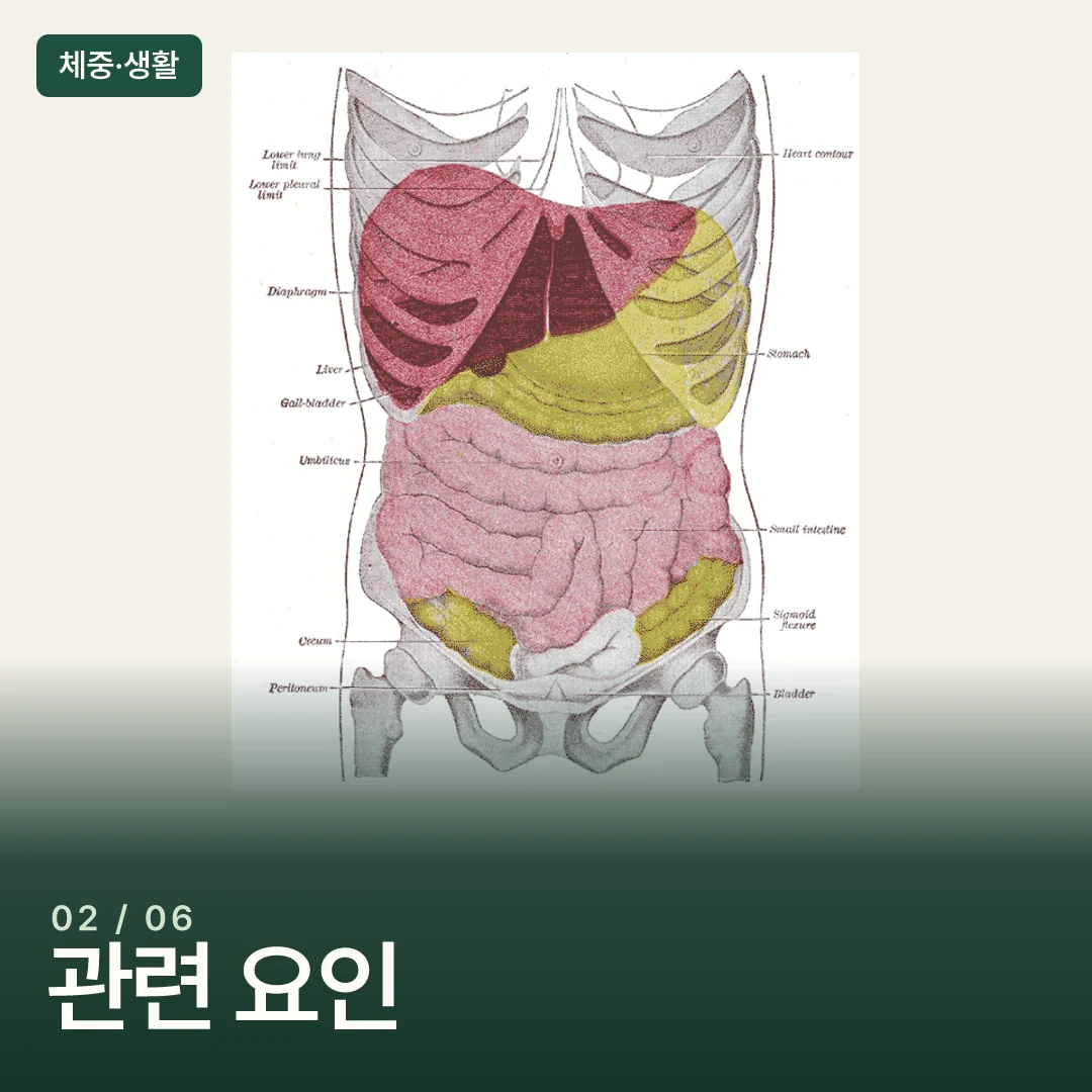 소화기관의 위치를 보여주는 해부학 도판