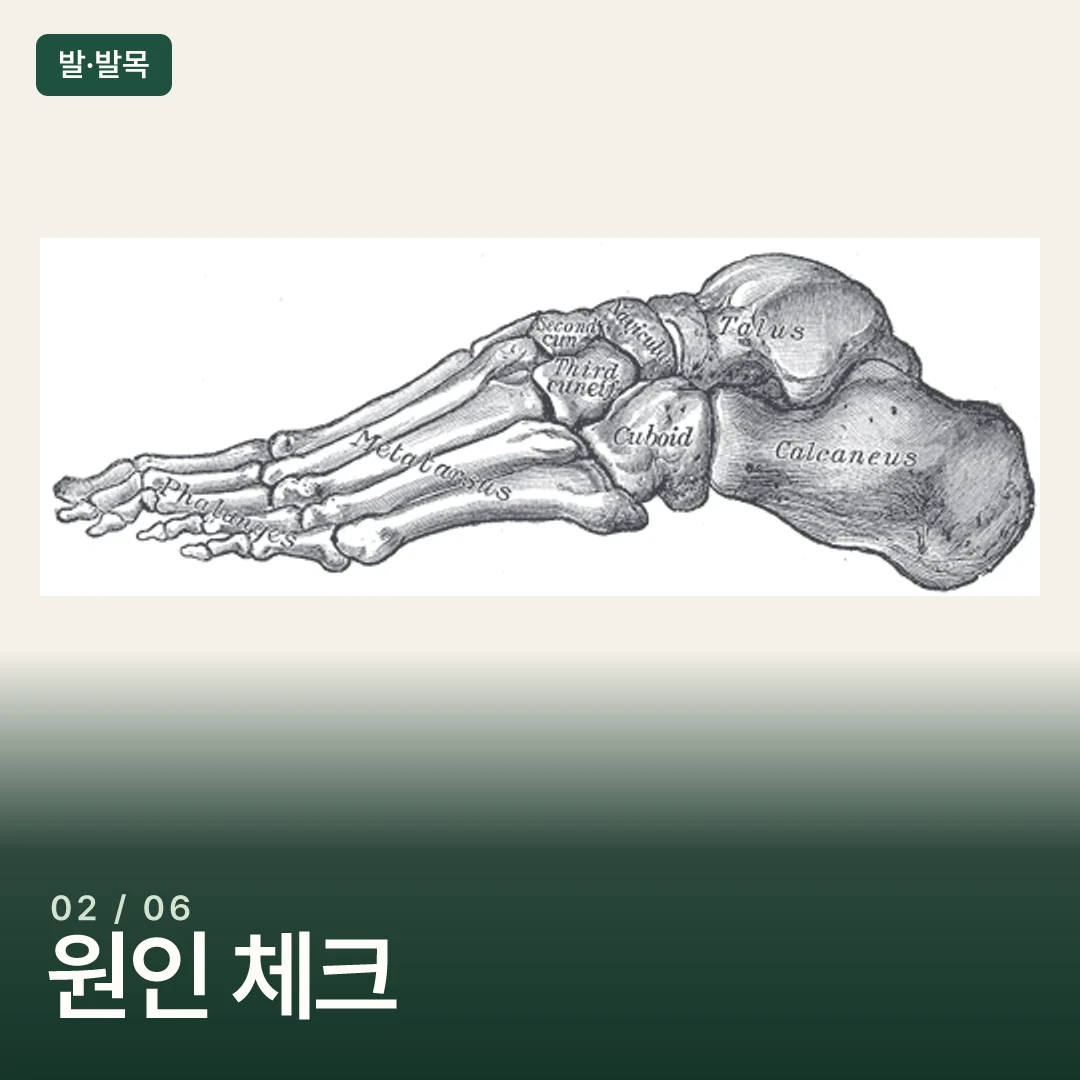 발목과 발의 뼈를 옆에서 본 도판