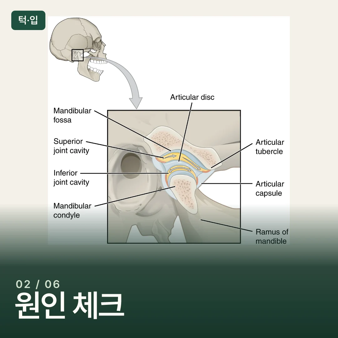 측두하악관절과 주변 뼈의 구조