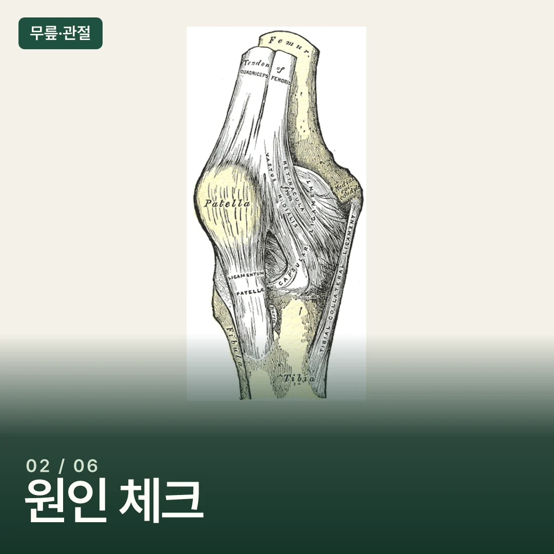 무릎의 뼈와 인대 구조