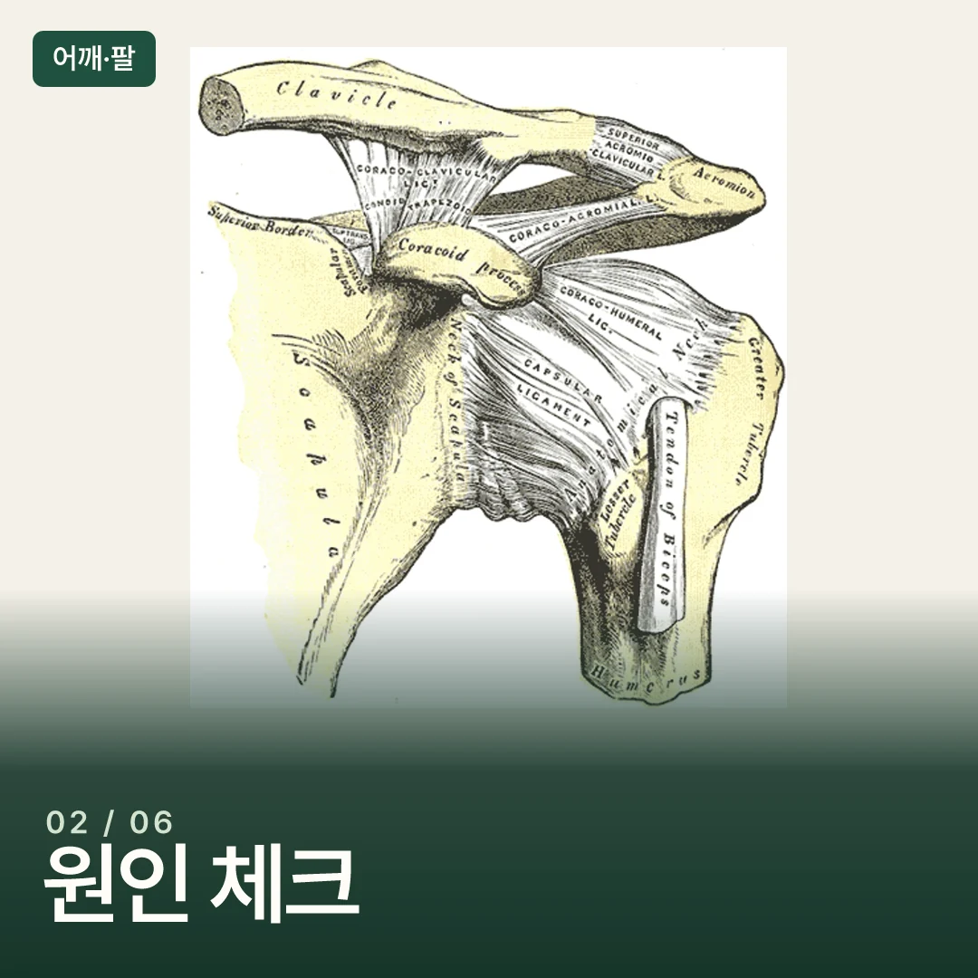 어깨 관절과 인대의 해부학 도판