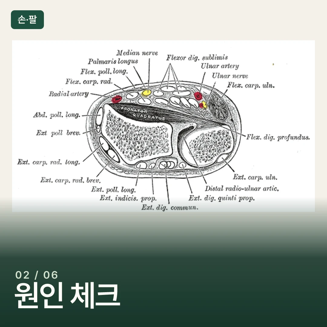 아래팔과 손목의 근육·힘줄 도판